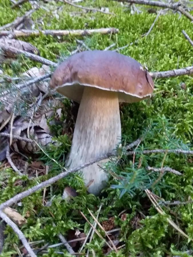 Koebl Hof Longostagno Eksteriør bilde